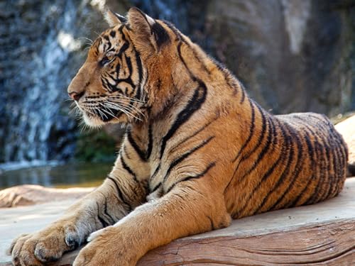 OZLHSP Puzzle ab 1500 Teile Tiere 87x57cm OZLHSP Puzzle ab 1500 Teile Tiere 87x57cm von OZLHSP