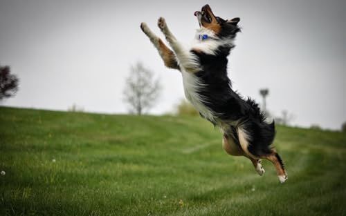 OZLHSP Puzzle ab 500 Teile Border Collie Tier 52x38cm von OZLHSP