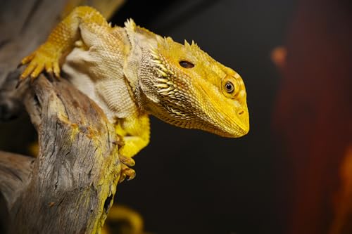 OZLHSP Puzzle ab 500 Teile Eidechsen Reptilien Bartagame Tier 52x38cm von OZLHSP