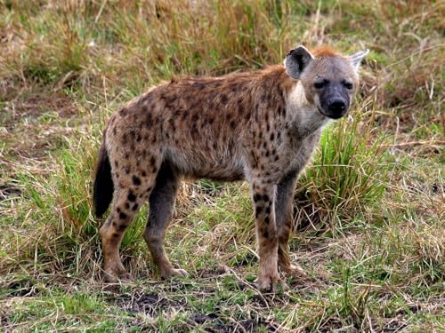 OZLHSP Puzzle ab 500 Teile Hyänen Tiere 52x38cm von OZLHSP