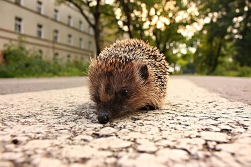 OZLHSP Puzzle ab 500 Teile Igel Tier 52x38cm OZLHSP Puzzle ab 500 Teile Igel Tier 52x38cm von OZLHSP