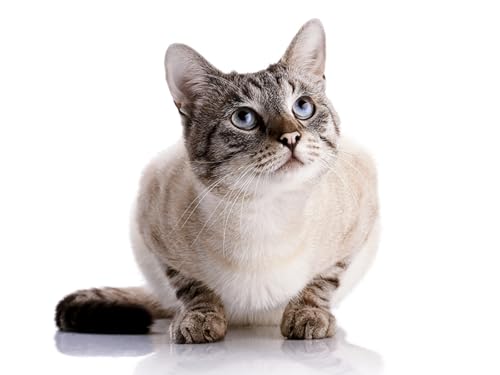 OZLHSP Puzzle ab 500 Teile Katzen Tier 52x38cm OZLHSP Puzzle ab 500 Teile Katzen Tier 52x38cm von OZLHSP