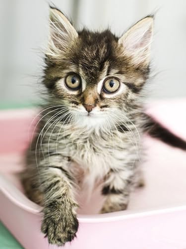 OZLHSP Puzzle ab 500 Teile Katzen Tiere 52x38cm OZLHSP Puzzle ab 500 Teile Katzen Tiere 52x38cm von OZLHSP