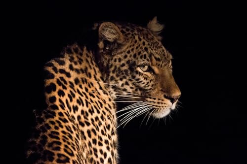 OZLHSP Puzzle ab 500 Teile Leopard Große Tiere 52x38cm von OZLHSP