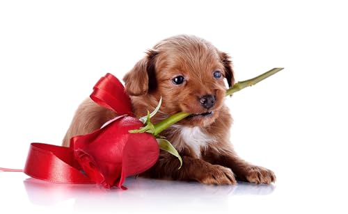 OZLHSP Puzzle ab 500 Teile Welpe Retriever Rote Tiere 52x38cm OZLHSP Puzzle ab 500 Teile Welpe Retriever Rote Tiere 52x38cm von OZLHSP