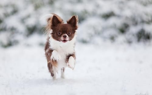 OZLHSP Puzzle ab mädchen Puzzle 1000 Teile Chihuahua-Tiere 75x50cm OZLHSP Puzzle ab mädchen Puzzle 1000 Teile Chihuahua-Tiere 75x50cm von OZLHSP