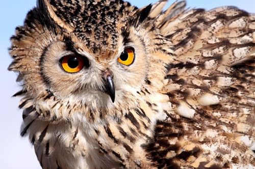 OZLHSP Puzzle ab mädchen Puzzle 1000 Teile Eulen Tier 75x50cm OZLHSP Puzzle ab mädchen Puzzle 1000 Teile Eulen Tier 75x50cm von OZLHSP