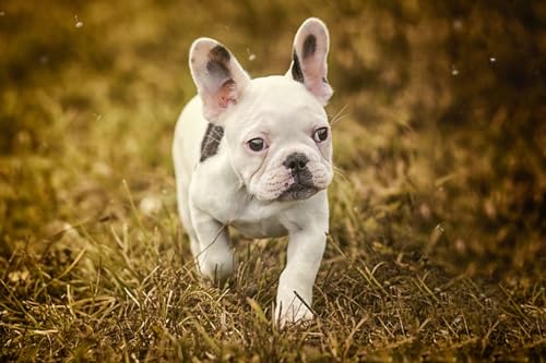 OZLHSP Puzzle ab mädchen Puzzle 1000 Teile Französische Bulldogge Welpen Tier 75x50cm von OZLHSP