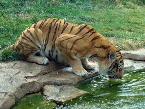 OZLHSP Puzzle ab mädchen Puzzle 1000 Teile Katzen Tier 75x50cm OZLHSP Puzzle ab mädchen Puzzle 1000 Teile Katzen Tier 75x50cm von OZLHSP