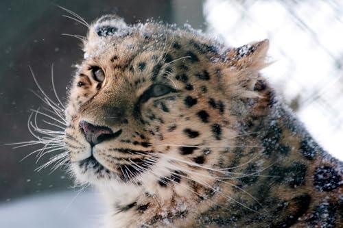 OZLHSP Puzzle ab mädchen Puzzle 1000 Teile Leoparden Großkatzen Tier 75x50cm von OZLHSP