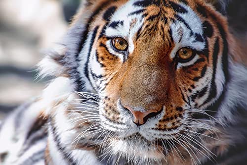 OZLHSP Puzzle ab mädchen Puzzle 1000 Teile Tiger Tiere 75x50cm OZLHSP Puzzle ab mädchen Puzzle 1000 Teile Tiger Tiere 75x50cm von OZLHSP