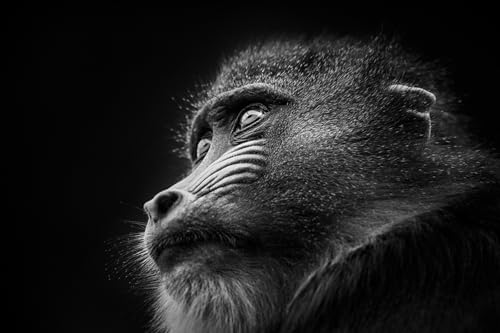 OZLHSP Puzzle ab mädchen Puzzle 1500 Teile Affentiere 87x57cm von OZLHSP