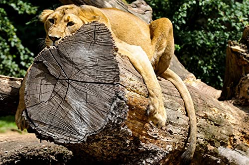 OZLHSP Puzzle ab mädchen Puzzle 1500 Teile Löwentiere 87x57cm von OZLHSP