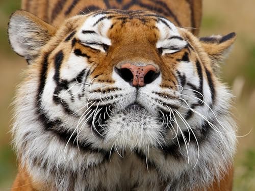 OZLHSP Puzzle ab mädchen Puzzle 1500 Teile Tigertiere 87x57cm von OZLHSP