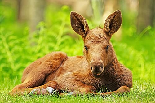 OZLHSP Puzzle ab mädchen Puzzle 500 Teile Elche 52x38cm OZLHSP Puzzle ab mädchen Puzzle 500 Teile Elche 52x38cm von OZLHSP