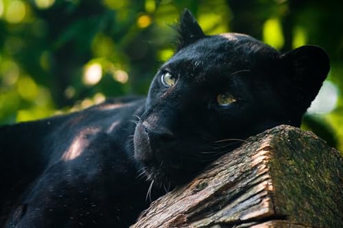 OZLHSP Puzzle ab mädchen Puzzle 500 Teile Panther Große Tiere 52x38cm von OZLHSP