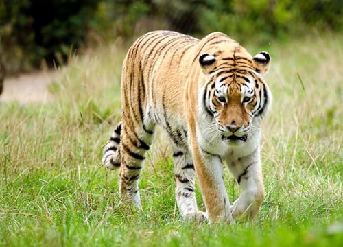 OZLHSP Puzzle ab mädchen Puzzle 500 Teile Tiger Große Tiere 52x38cm OZLHSP Puzzle ab mädchen Puzzle 500 Teile Tiger Große Tiere 52x38cm von OZLHSP