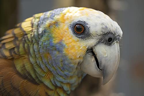 OZLHSP Puzzle für Erwachsene 1500 Teile Papageien Tier 87x57cm OZLHSP Puzzle für Erwachsene 1500 Teile Papageien Tier 87x57cm von OZLHSP