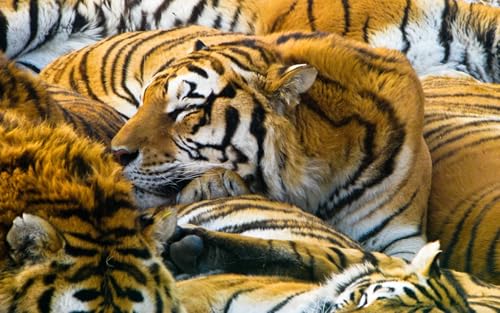 OZLHSP Puzzle für Kinder 3D Puzzle 1500 Teile Tiger Große Tiere 87x57cm von OZLHSP