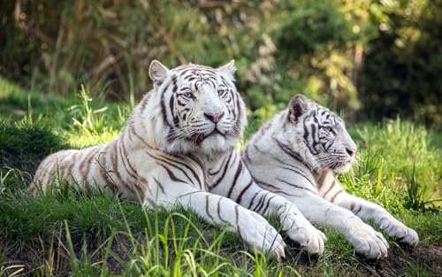 OZLHSP Puzzle für Kinder 3D Puzzle 500 Teile Tiger Tiere 52x38cm von OZLHSP