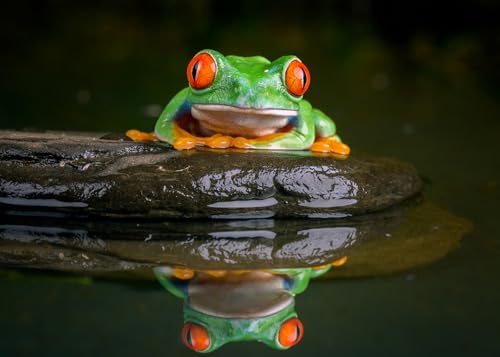OZLHSP Puzzle groß 3D Puzzle 1000 Teile Frösche Rotaugenlaubfrosch Tier 75x50cm von OZLHSP