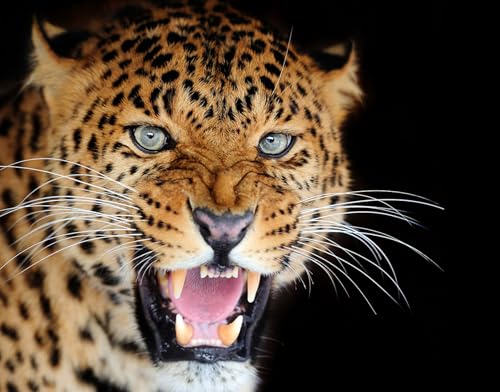 OZLHSP Puzzle groß 3D Puzzle 1500 Teile Leoparden Großkatzen 87x57cm von OZLHSP