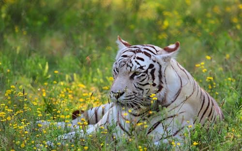 OZLHSP Puzzle jährige 3D Puzzle 1000 Teile Tiger Große Tiere 75x50cm von OZLHSP