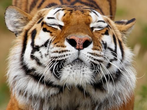 OZLHSP Puzzle jährige 3D Puzzle 1500 Teile Tiger Großkatzen Tier 87x57cm von OZLHSP