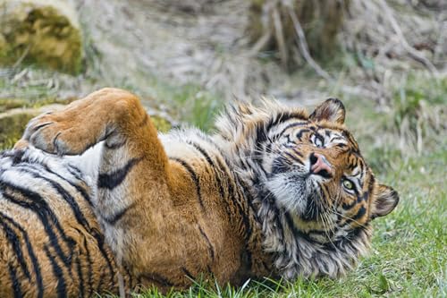 OZLHSP Puzzle mädchen 3D Puzzle 1000 Teile Tiger Großkatzen Tier 75x50cm von OZLHSP