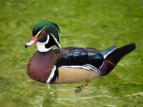 OZLHSP Puzzle mädchen 3D Puzzle 1500 Teile Enten Tiere 87x57cm von OZLHSP