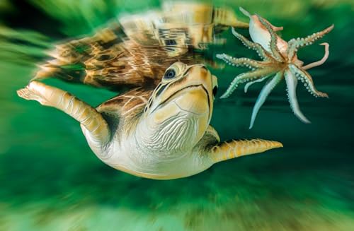 OZLHSP Puzzle mädchen 3D Puzzle 1500 Teile Schildkröten Tiere 87x57cm von OZLHSP