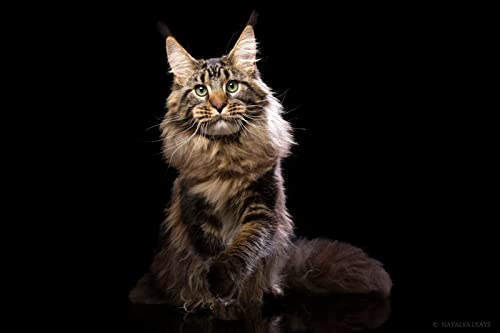 OZLHSP Puzzle mädchen Puzzle 1000 Teile Maine Coon Tiere 75x50cm von OZLHSP