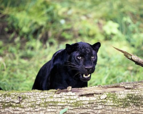 OZLHSP Puzzle mädchen Puzzle 500 Teile Panther Großkatzen Tier 52x38cm von OZLHSP