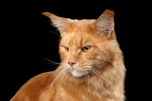 OZLHSP Puzzle unterlagen Puzzle 1000 Teile Maine Coon Tiere 75x50cm von OZLHSP