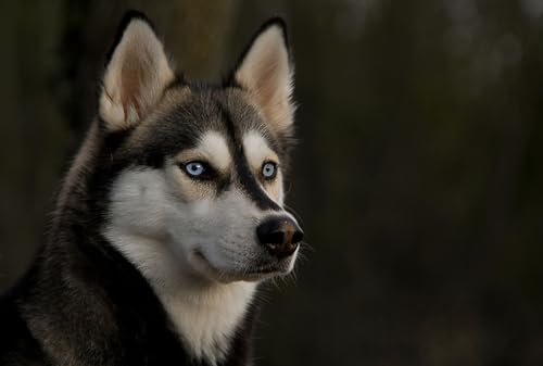OZLHSP Puzzles 1000 Teile Husky-Tier 75x50cm von OZLHSP