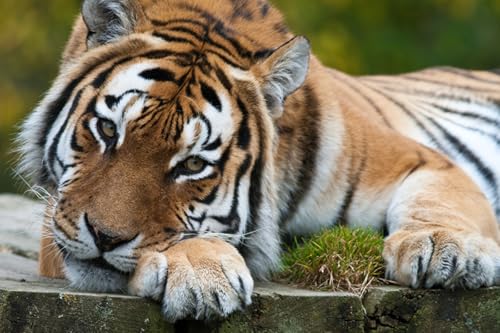 OZLHSP Puzzles für Erwachsene Puzzel 1500 Teile Tiger Große Tiere 87x57cm von OZLHSP