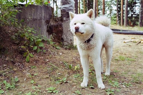 OZLHSP Puzzles für Erwachsene Puzzel 500 Teile Akita Inu Akita Inu Tier 52x38cm von OZLHSP