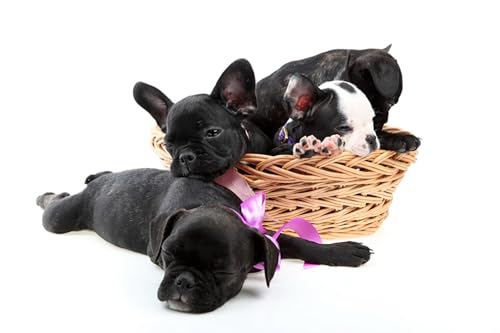 OZLHSP Silvester Spiele Kinder Puzzle 1000 Teile Bulldoggenwelpentiere 75x50cm von OZLHSP