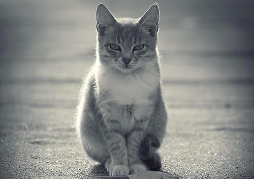 OZLHSP Silvester Spiele Kinder Puzzle 1000 Teile Katzen Tier 75x50cm von OZLHSP