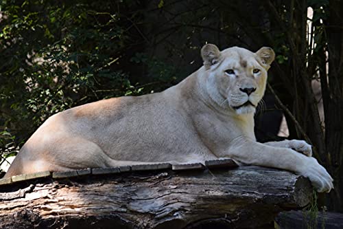 OZLHSP Silvester Spiele Kinder Puzzle 1000 Teile Löwentiere 75x50cm OZLHSP Silvester Spiele Kinder Puzzle 1000 Teile Löwentiere 75x50cm von OZLHSP