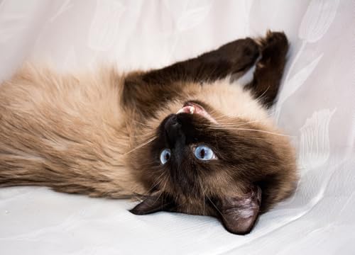 OZLHSP Silvester Spiele Kinder Puzzle 1000 Teile Tiere 75x50cm OZLHSP Silvester Spiele Kinder Puzzle 1000 Teile Tiere 75x50cm von OZLHSP