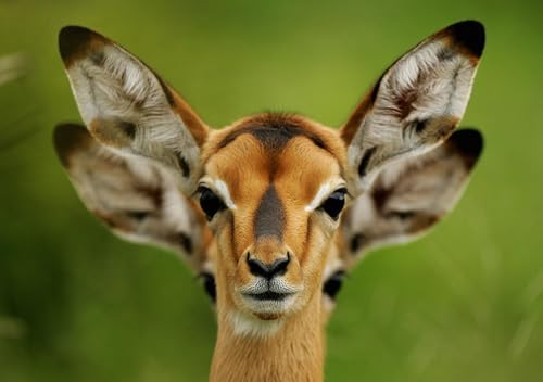 OZLHSP Silvester Spiele Kinder Puzzle 1000 Teile Tiere 75x50cm OZLHSP Silvester Spiele Kinder Puzzle 1000 Teile Tiere 75x50cm von OZLHSP