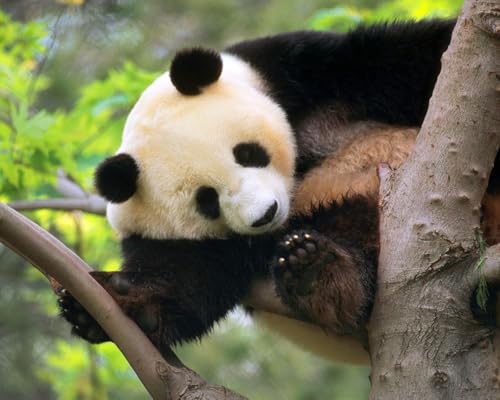 OZLHSP Silvester Spiele Kinder Puzzle 500 Teile Bärentiere 52x38cm von OZLHSP