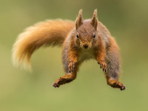 OZLHSP Silvester Spiele Kinder Puzzle 500 Teile Eichhörnchen Tier 52x38cm von OZLHSP