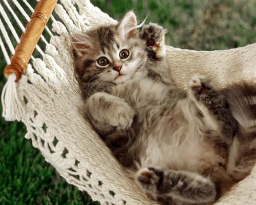 OZLHSP Silvester Spiele Kinder Puzzle 500 Teile Katze Tier 52x38cm OZLHSP Silvester Spiele Kinder Puzzle 500 Teile Katze Tier 52x38cm von OZLHSP