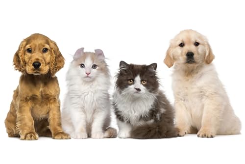 OZLHSP Silvester Spiele Kinder Puzzle 500 Teile Tier 52x38cm von OZLHSP