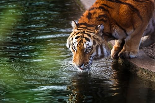 OZLHSP Silvester Spiele Kinder Puzzle 500 Teile Tiger 52x38cm von OZLHSP