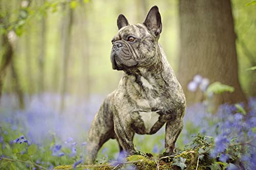 OZLHSP Spiel des Jahres Erwachsene Puzzle 1000 Teile Bulldogge Französische Bulldogge Tiere 75x50cm von OZLHSP
