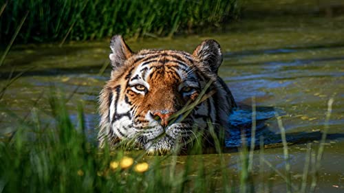 OZLHSP Spiel des Jahres Erwachsene Puzzle 1000 Teile Tiger Sumpftier 75x50cm von OZLHSP