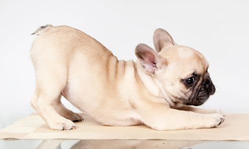 OZLHSP Spiel des Jahres Erwachsene Puzzle 1500 Teile Bulldoggenwelpen Französische Bulldogge Tier 87x57cm von OZLHSP
